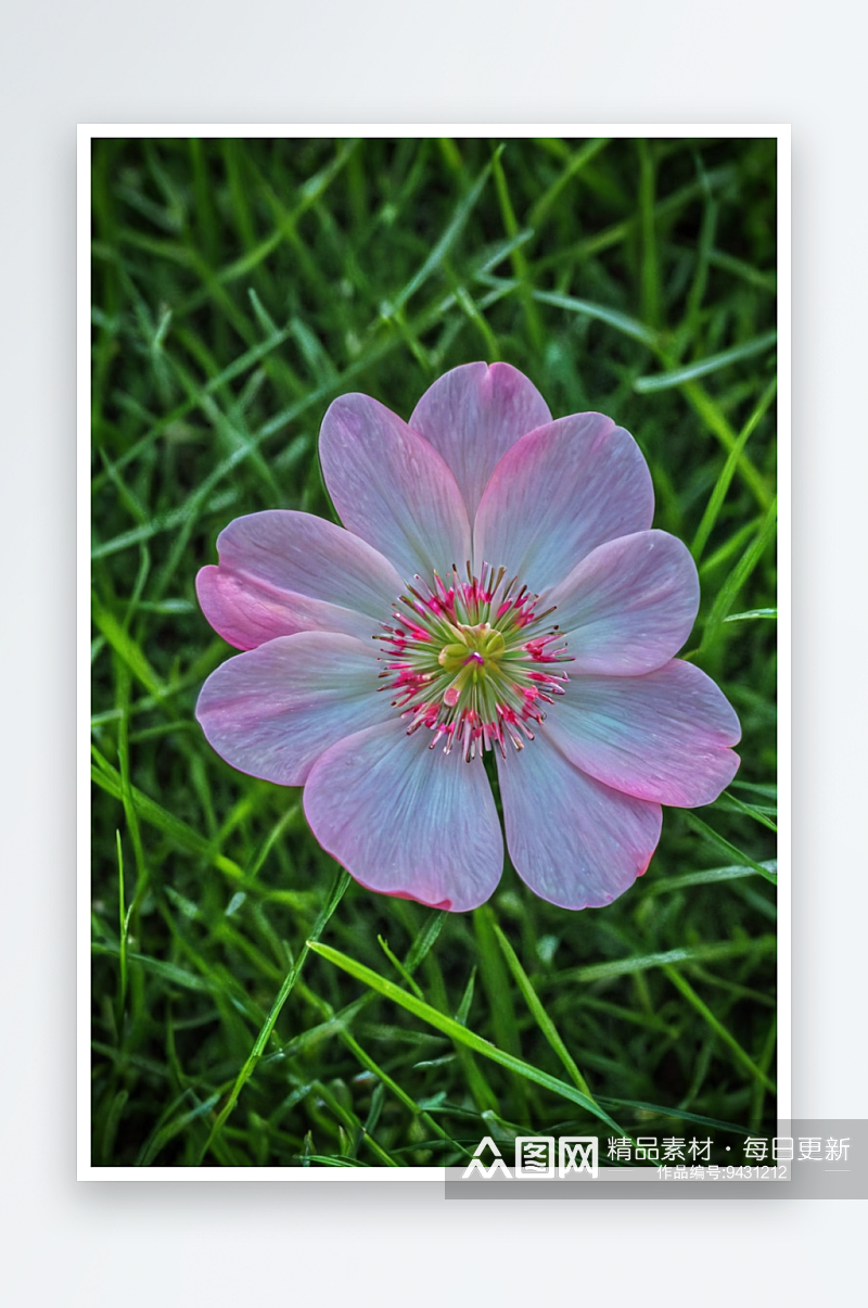 一朵粉红色花开绿色草地上素材