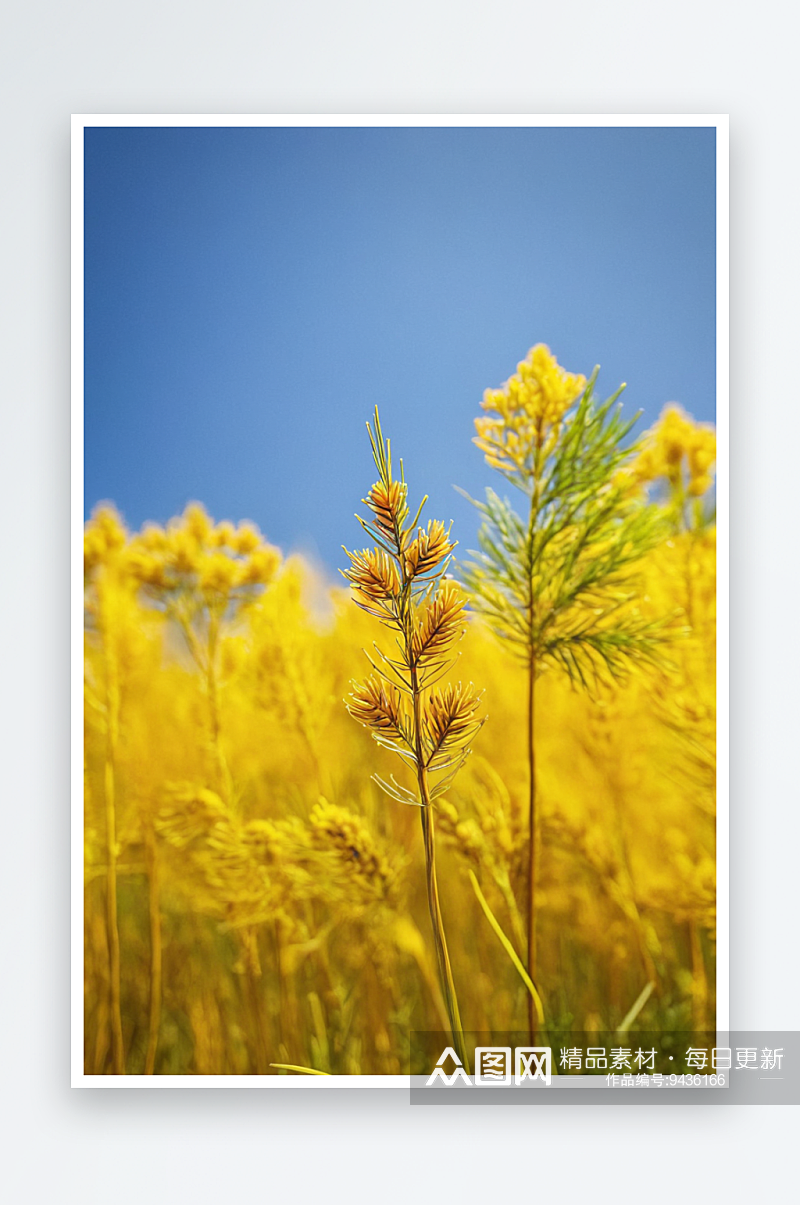 美丽黄色松鹡鸰黄色高大杂草上特写素材