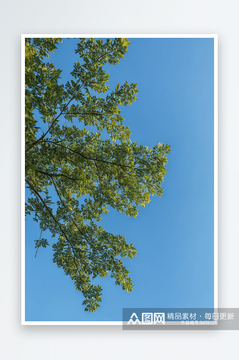 低角度树叶对蓝色天空素材