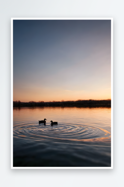 春天夕阳下两只鸭子平静湖面上游泳
