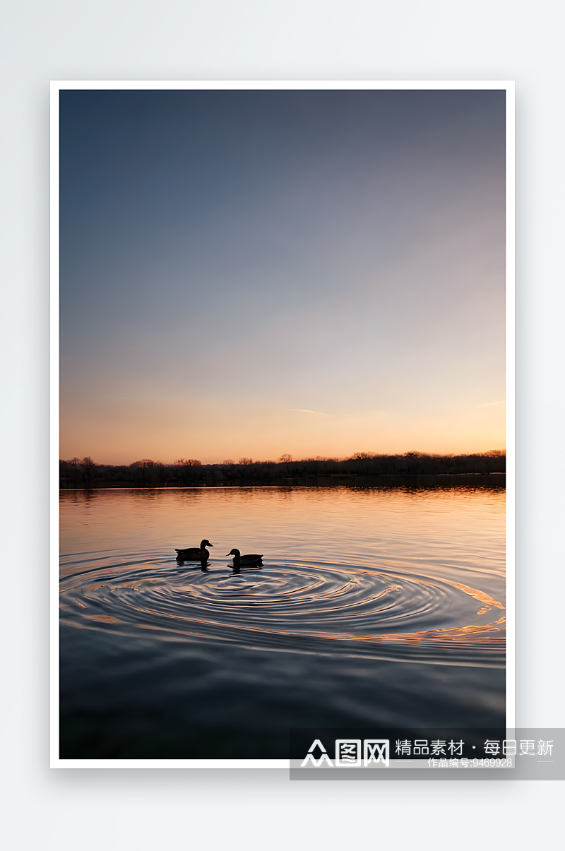 春天夕阳下两只鸭子平静湖面上游泳素材