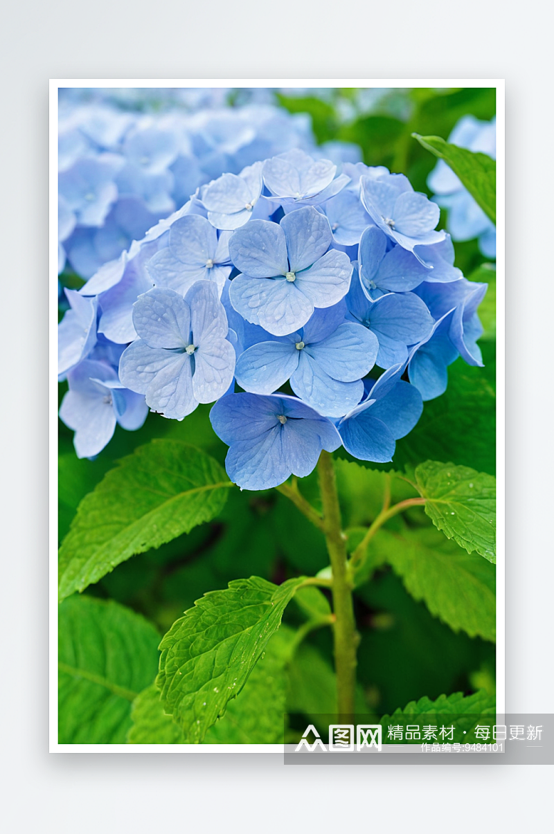 盛开的蓝色绣球花素材