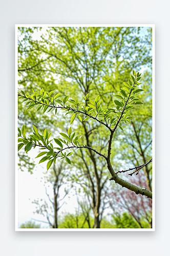 野生植物拍摄主题春天嫩枝上生长出绿色嫩芽