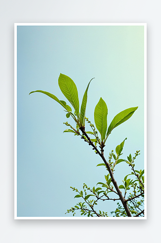 野生植物拍摄主题春天嫩枝上生长出绿色嫩芽