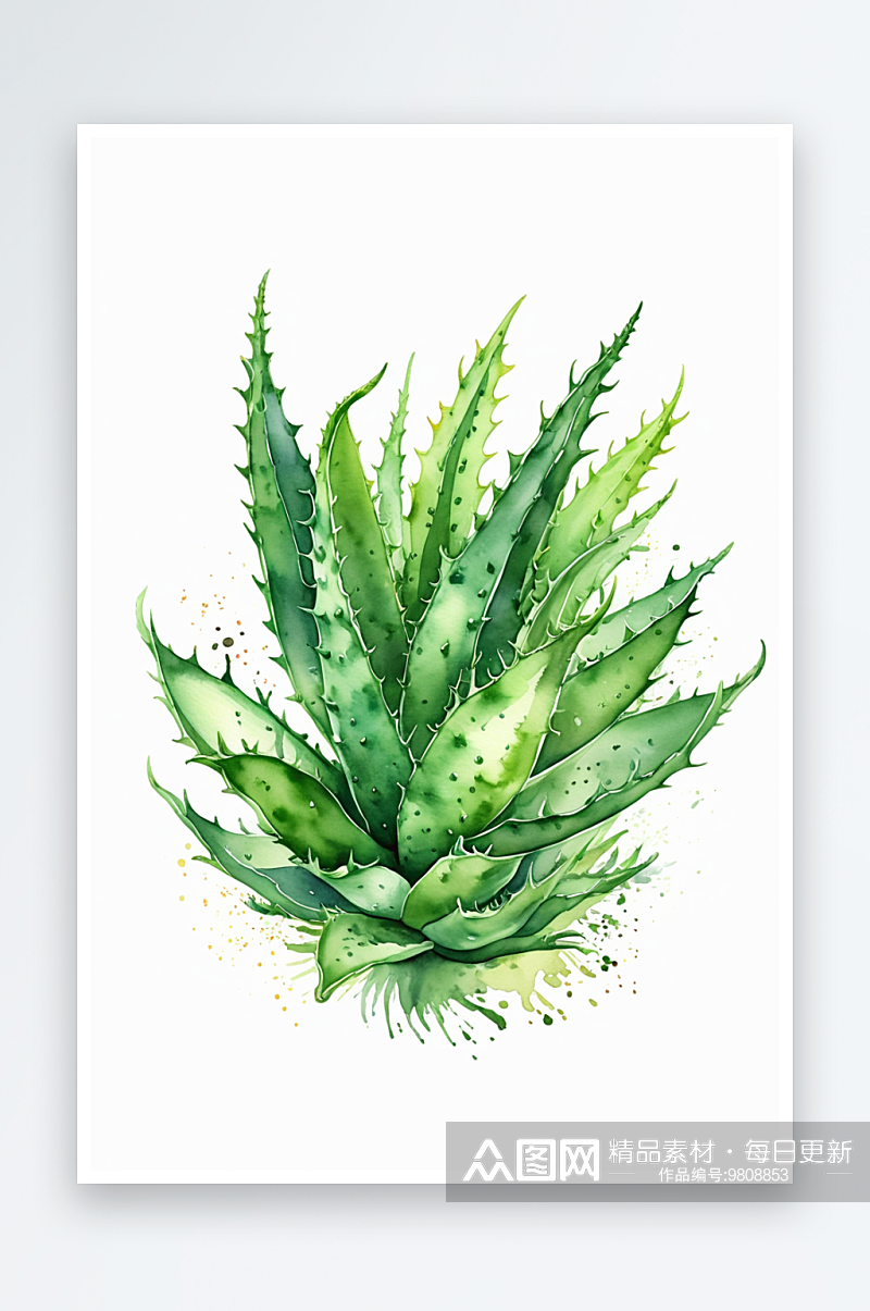 手绘水彩植物芦荟绿植元素插画素材素材