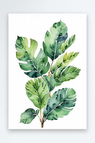 手绘水彩植物绿植琴叶榕元素素材