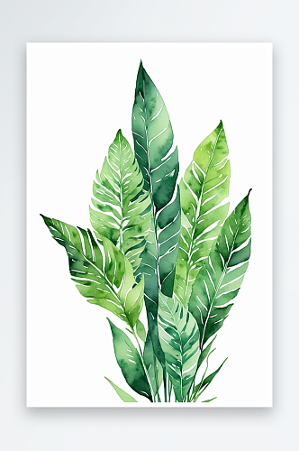 手绘水彩植物绿叶虎皮兰元素素材