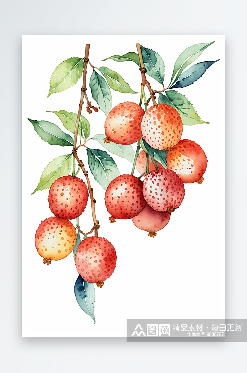 手绘水彩荔枝水果装饰素材