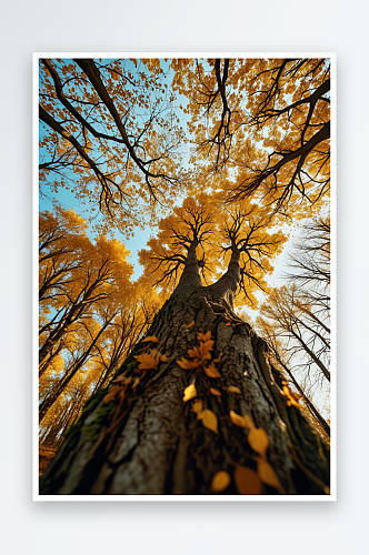 秋天树木与天空的低角度视图