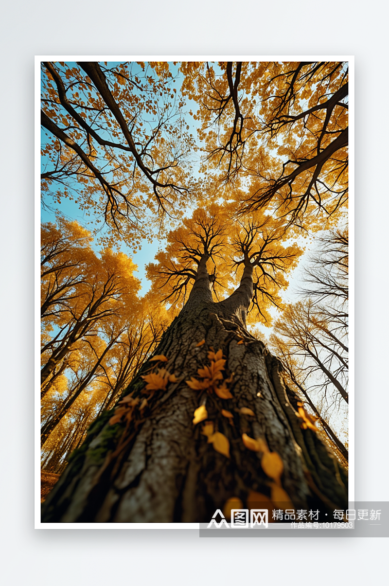 秋天树木与天空的低角度视图素材
