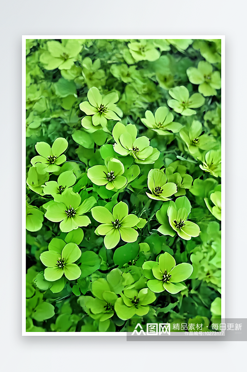 绿色小花图案背景照片素材