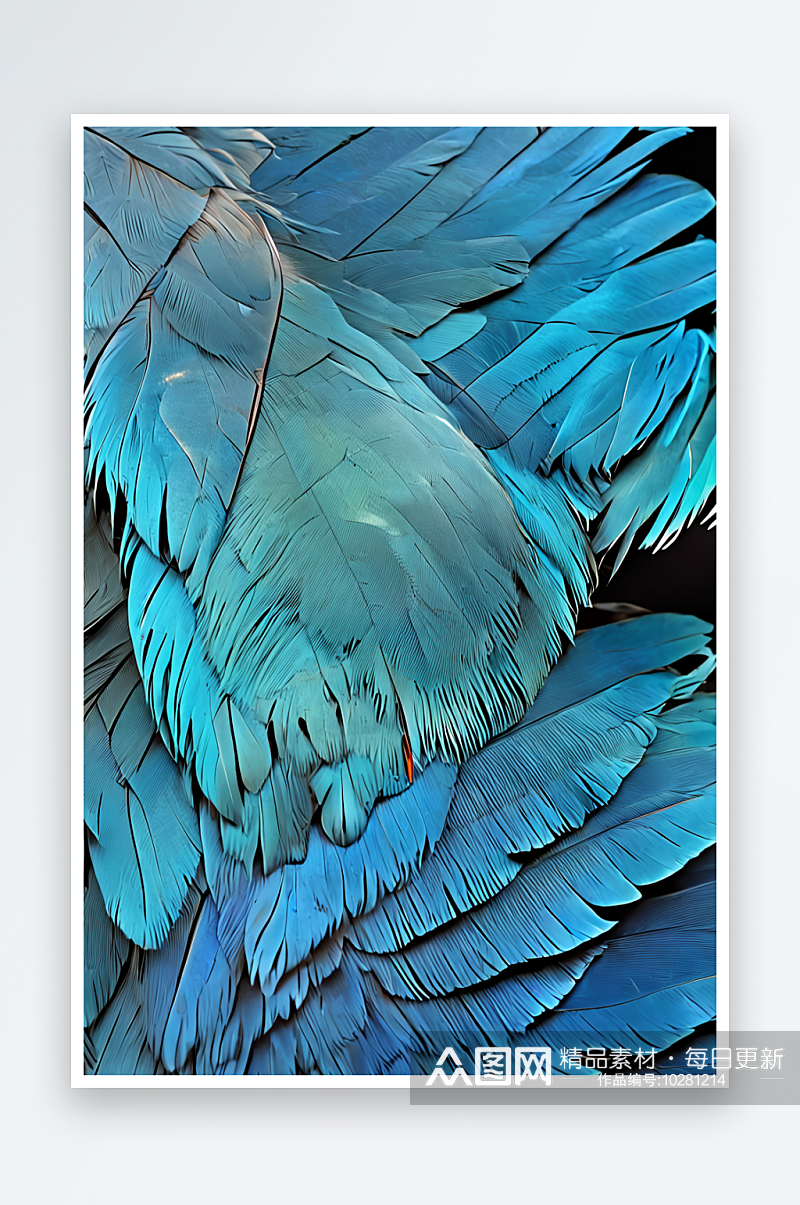 近距离的蓝色翅膀羽毛的金刚鹦鹉照片素材