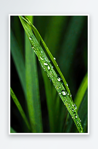 刀刃草叶子水滴雨季照片