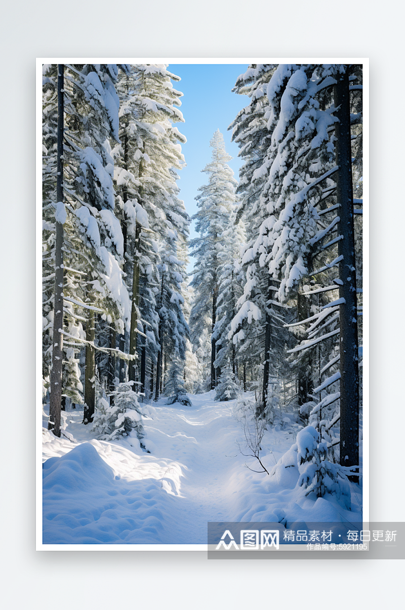 冬天雪地树木森林叶子素材图片素材