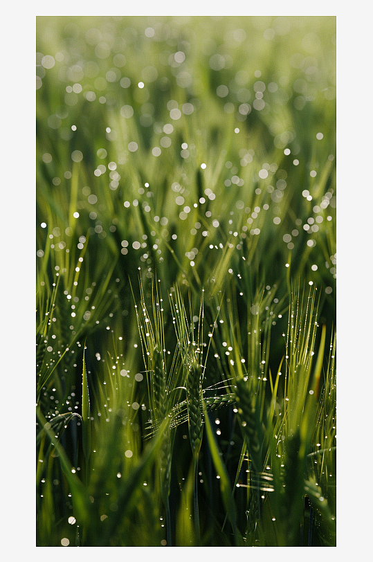 简约有雨水的草素材图AI图