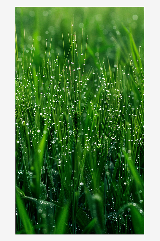 简约有雨水的草素材图AI图