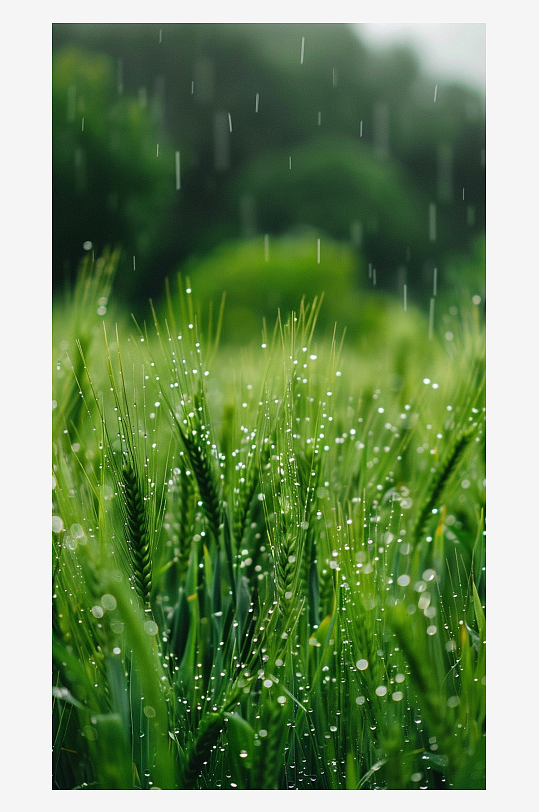 简约有雨水的草素材图AI图