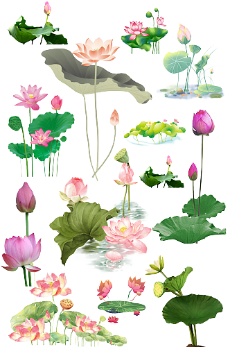 荷花莲花素材.png