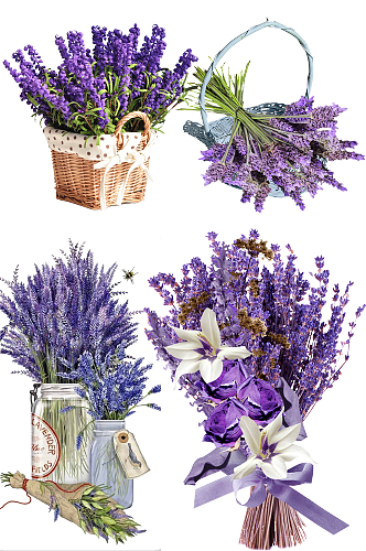 紫色薰衣草花瓣元素 素材