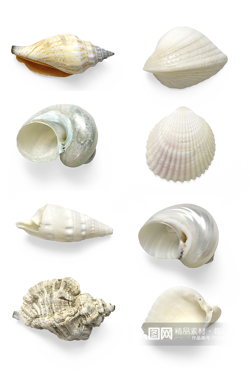 海螺贝壳.png素材