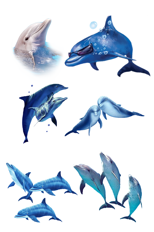 海洋生物海豚.png