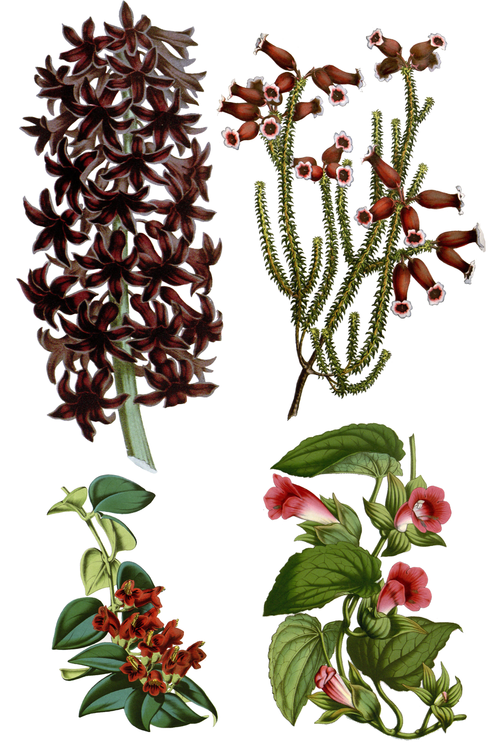 绿植花藤.png素材