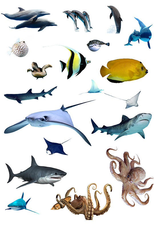 海洋生物大全.png
