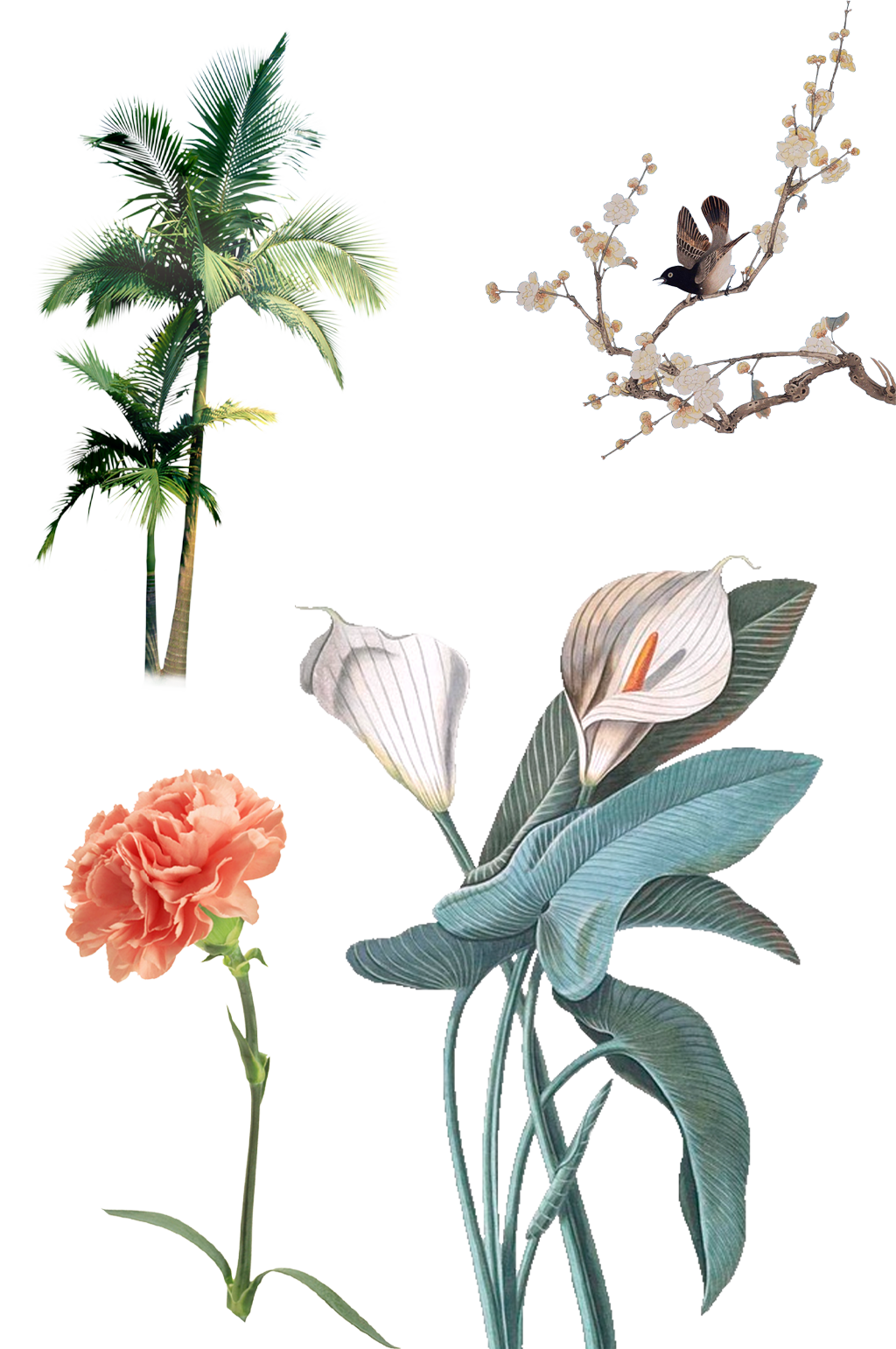 绿植清新花瓣.png素材