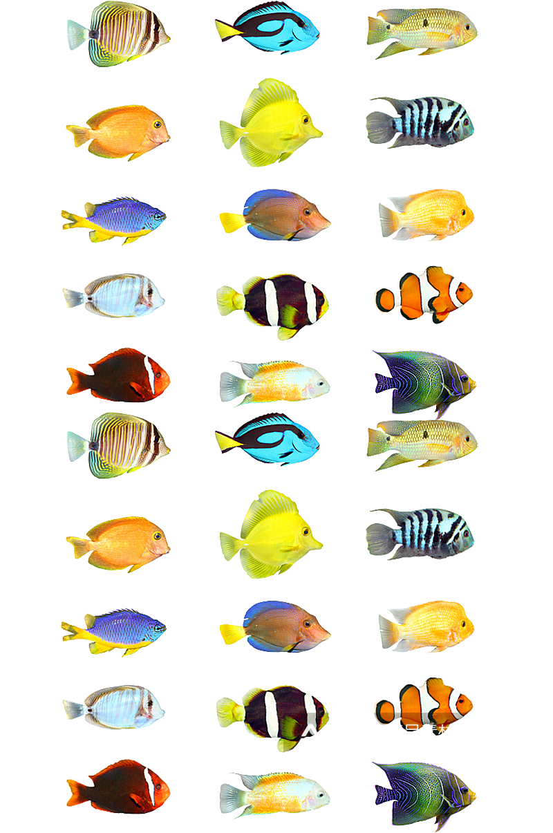 鱼类大全.png素材