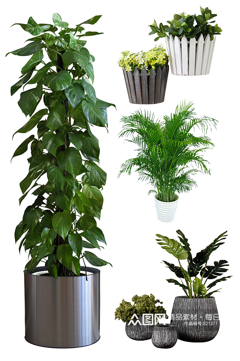 净化空气绿植.png素材