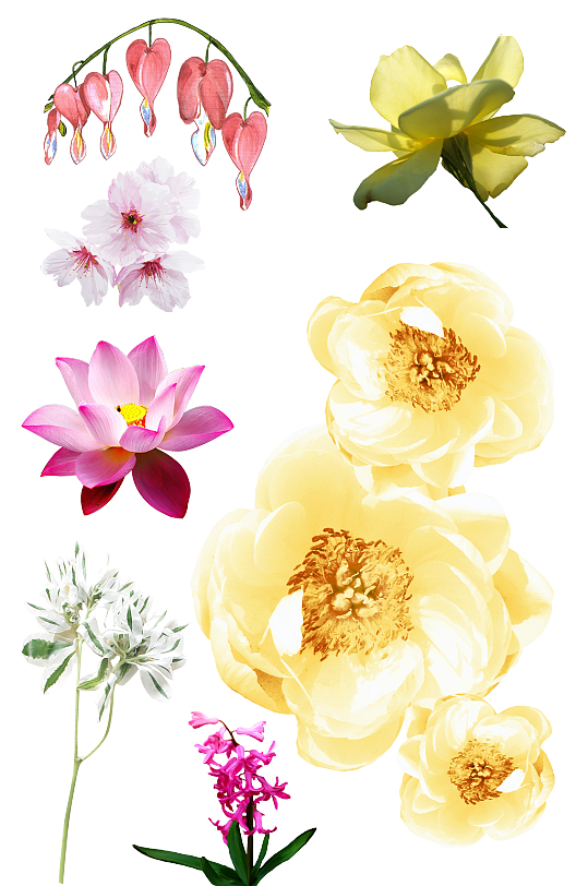 荷花绿植.png