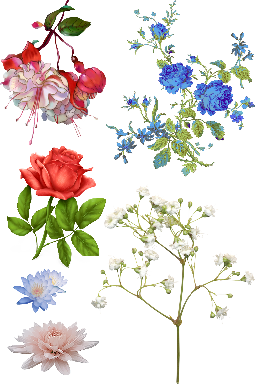 花瓣花卉素材.png