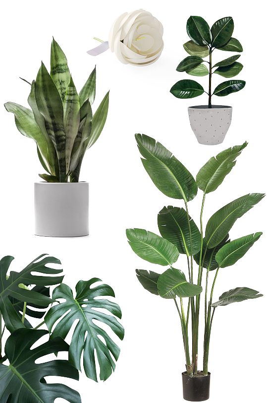 植物免抠下载图片素材 植物免抠下载设计模板下载 众图网