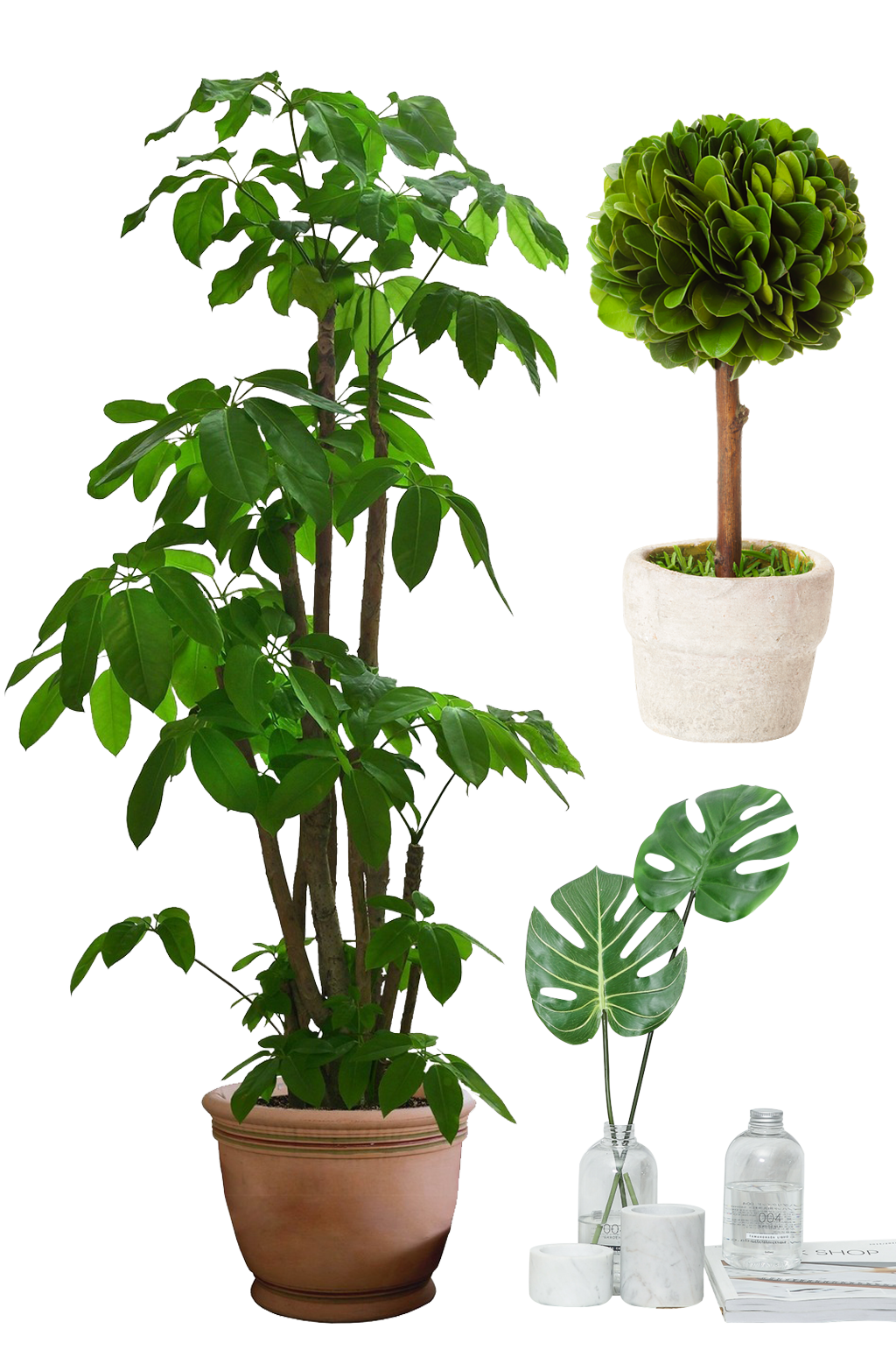 清新自然花盆.png素材