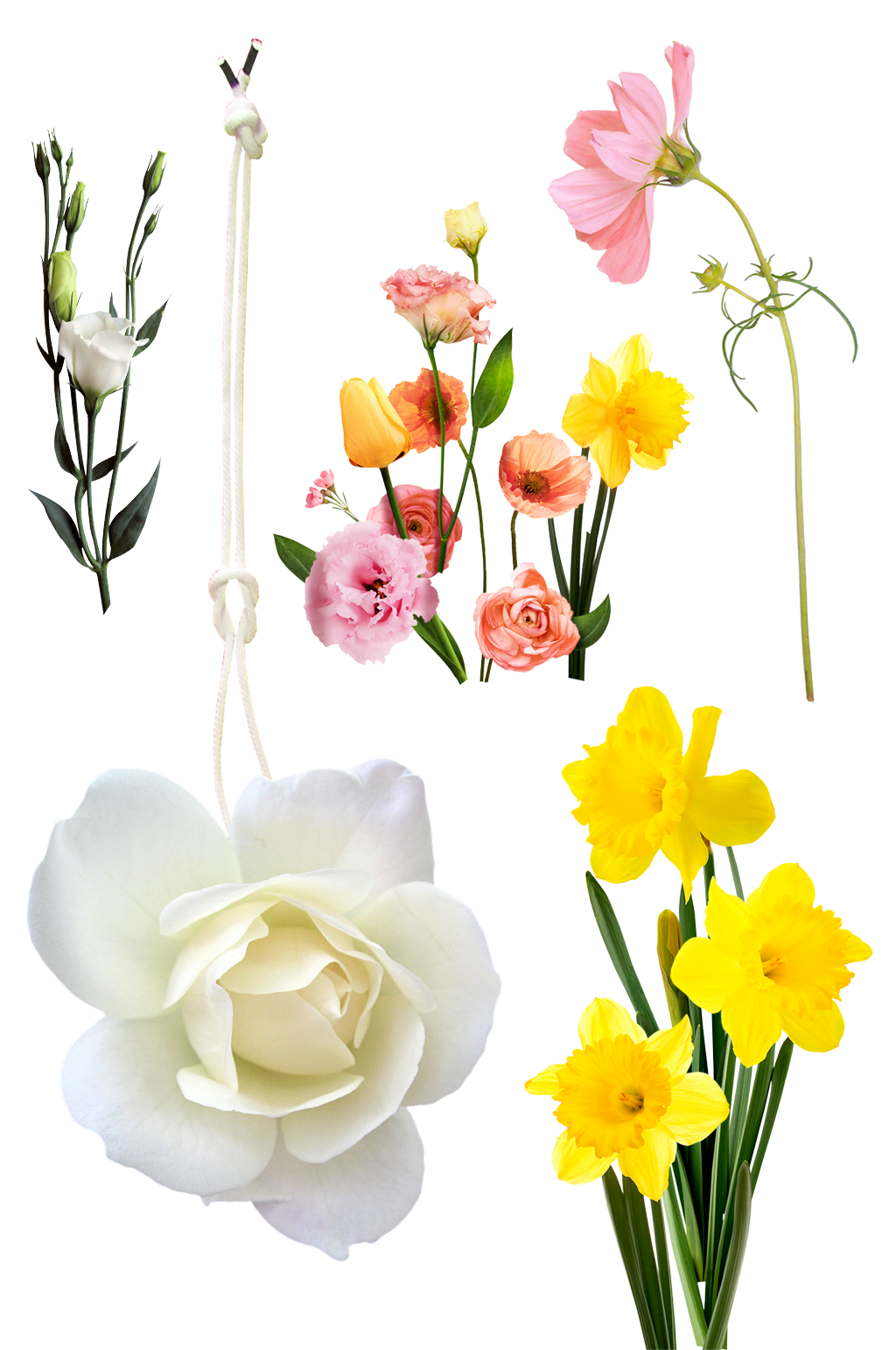 月季马蹄莲花卉.png素材