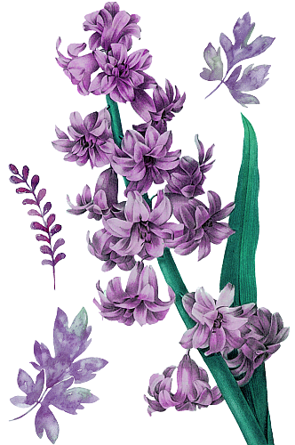紫色花卉花朵.png