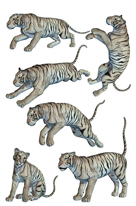 东北虎图片 东北虎素材下载 众图网