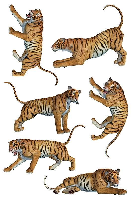 罕见动物素材 高清罕见动物素材免费下载 众图网