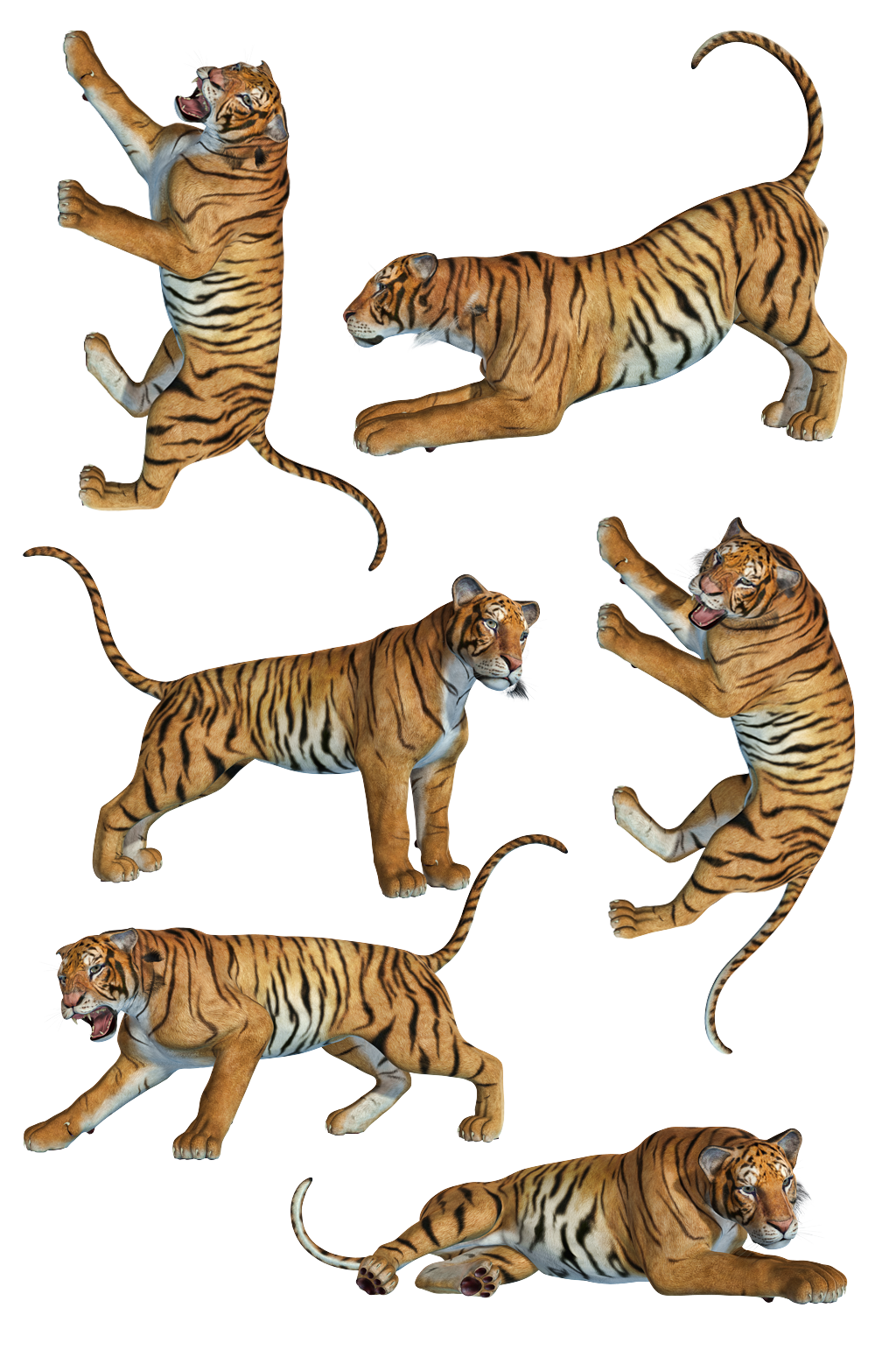 动物老虎素材.png