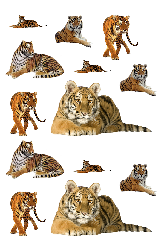 罕见动物素材 高清罕见动物素材免费下载 众图网