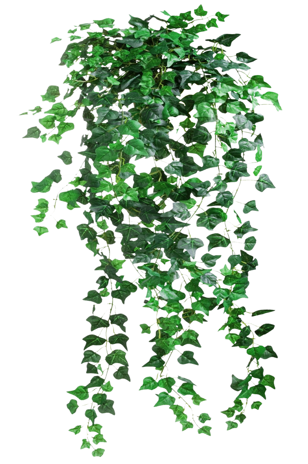 绿植花藤素材 png