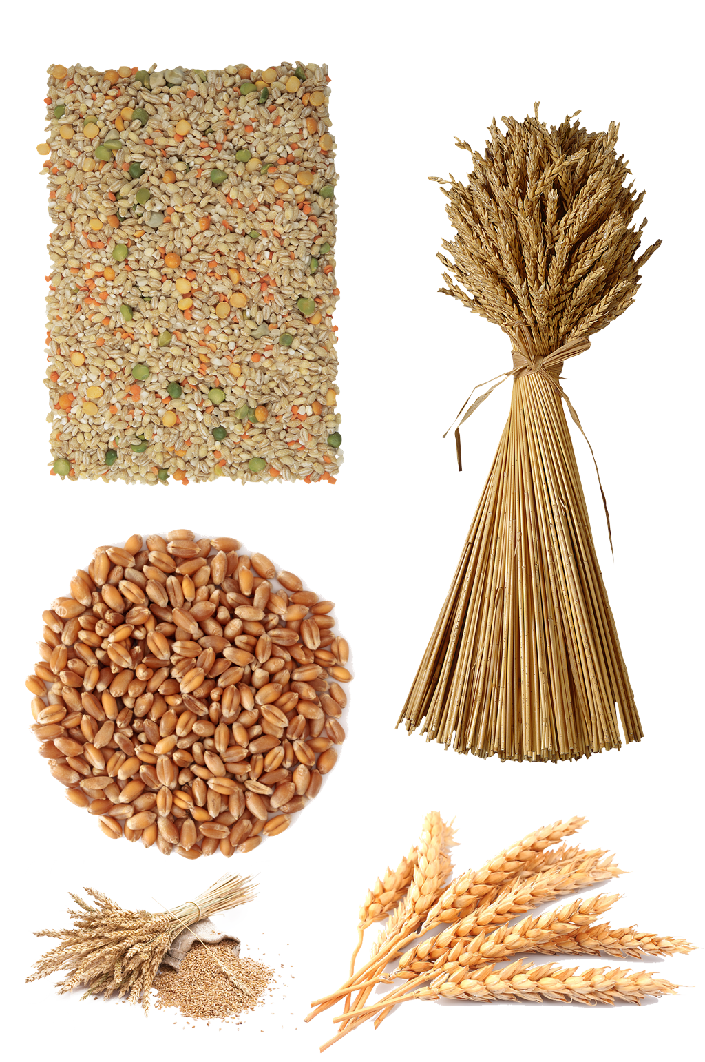 小麦素材粮食元素素材