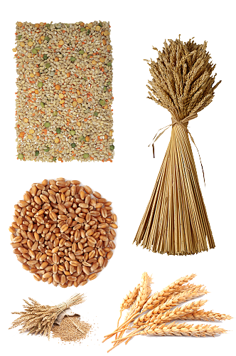 小麦素材粮食元素