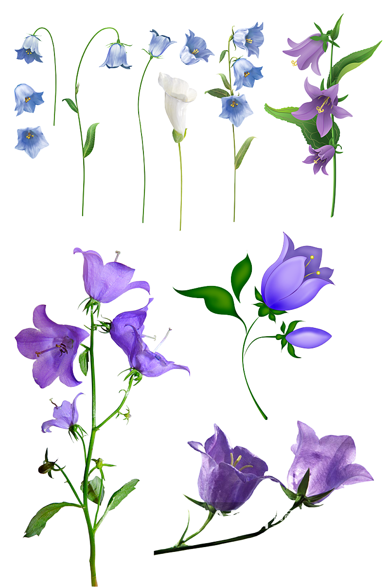 紫色风铃花卉绿植素材素材