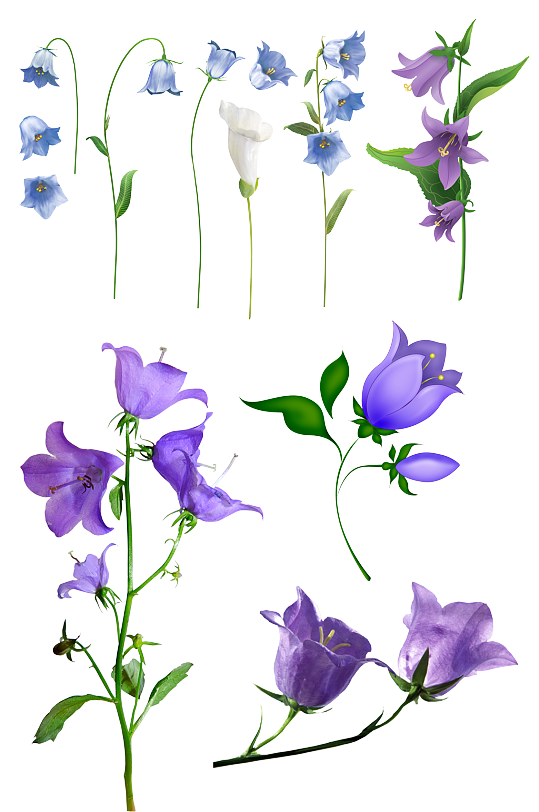 紫色风铃花卉绿植素材