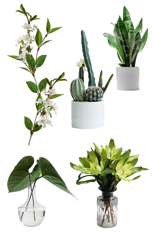 绿植花瓶摆放装饰