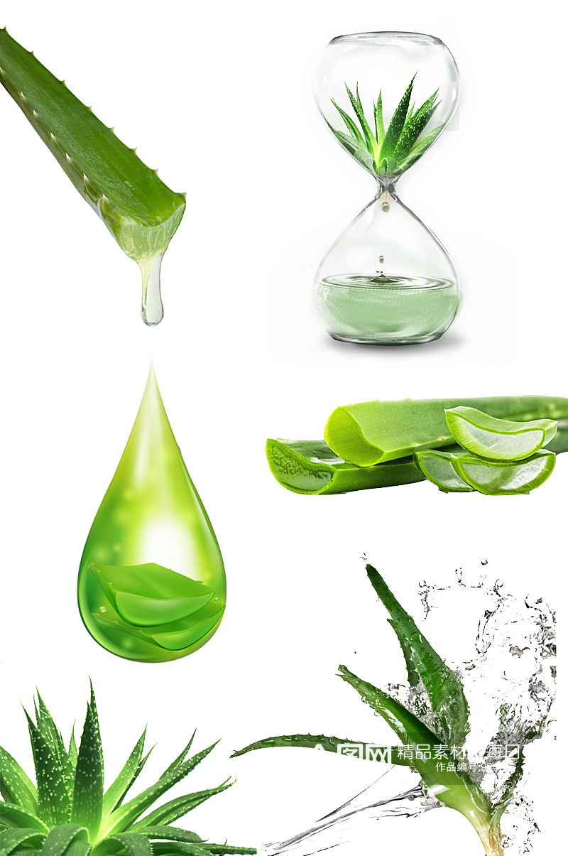 绿植芦荟免抠素材素材