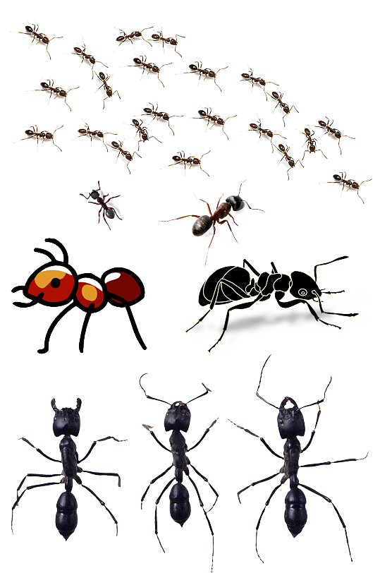 高清免抠蚂蚁素材