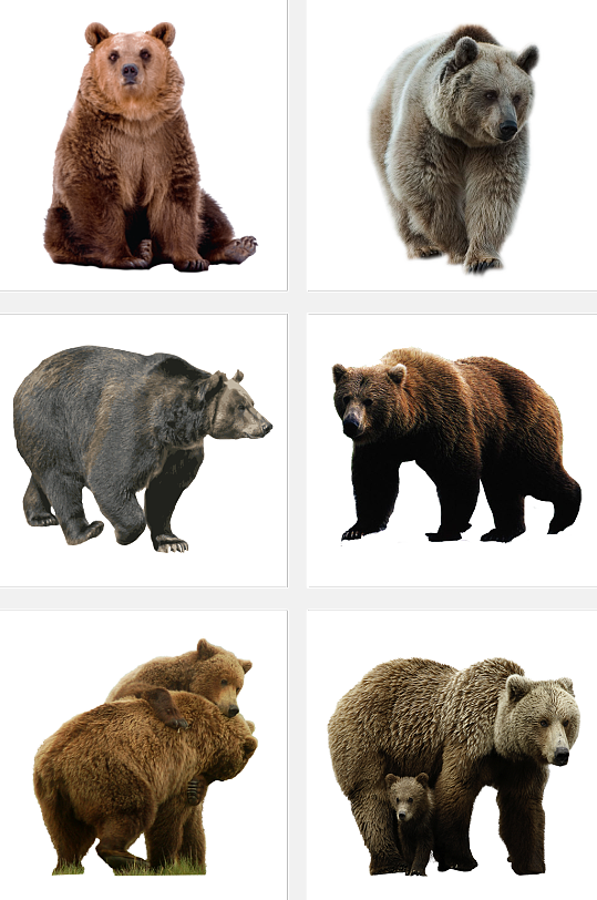 巨型狗熊动物素材