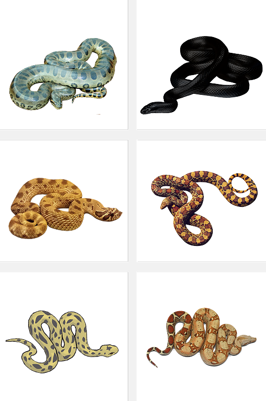 花皮蛇图片 花皮蛇素材下载 众图网